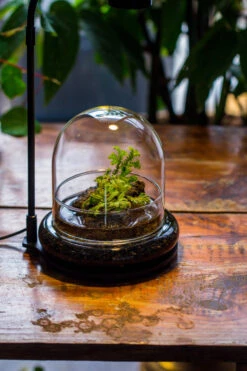 Round Glass Cloche Terrarium 12 Cm Diameter X 12cm Height With Matching Warm White Spot LED Grow Light And Base Set 35 Round Glass Cloche Terrarium 12 Cm Diameter X 12cm Height With Matching Warm White Spot LED Grow Light And Base Set -Glass Plant Store IMG 9199