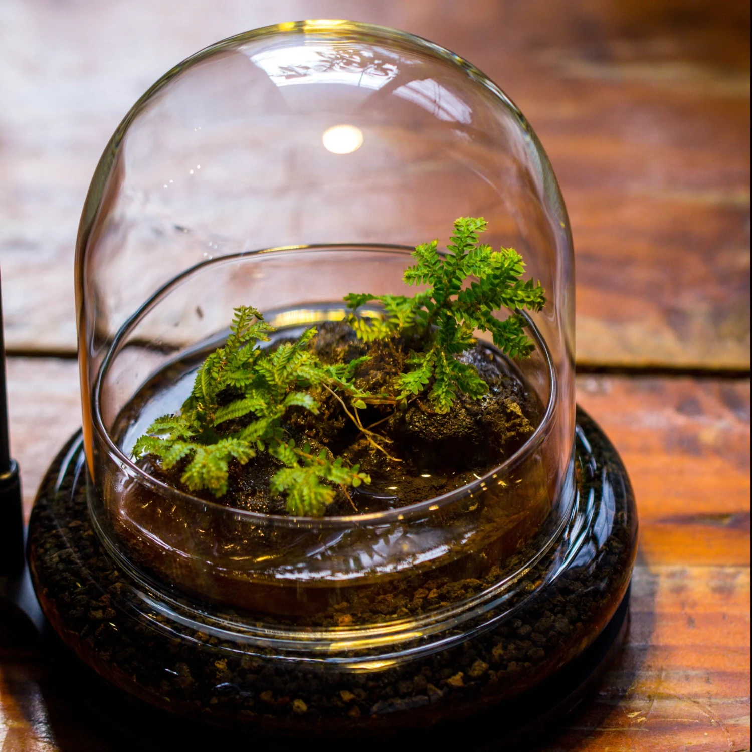 Round Glass Cloche Terrarium 12 Cm Diameter X 12cm Height With Matching Warm White Spot LED Grow Light And Base Set 9 Round Glass Cloche Terrarium 12 Cm Diameter X 12cm Height With Matching Warm White Spot LED Grow Light And Base Set - Image 9