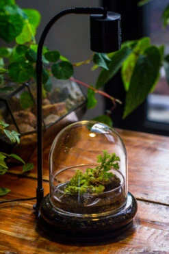 5W Warm White Black LED Grow Light Adjustable With Black Matte Stand, Or Terrarium, Moss, Shade Plants, Multi Size Available Customizable - 29cm / 11.4" -Glass Plant Store IMG 9209