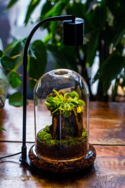 5W Warm White Black LED Grow Light Adjustable With Black Matte Stand, Or Terrarium, Moss, Shade Plants, Multi Size Available Customizable -34cm / 13.4 -Glass Plant Store IMG 9216