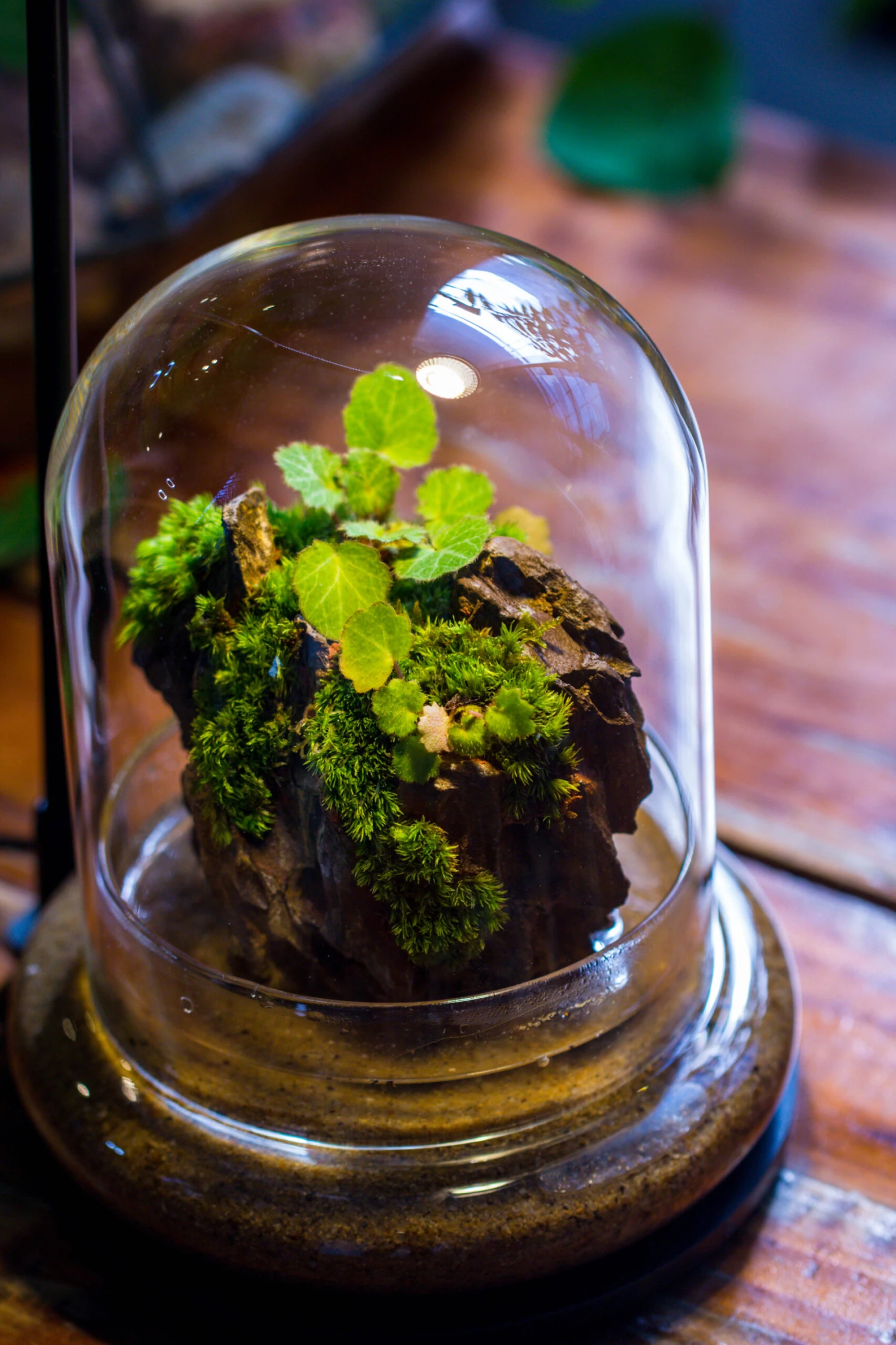 Round Glass Cloche Terrarium 12 Cm Diameter X 15cm Height With Matching Warm White Spot LED Grow Light And Base Set 13 Round Glass Cloche Terrarium 12 Cm Diameter X 15cm Height With Matching Warm White Spot LED Grow Light And Base Set - Image 13