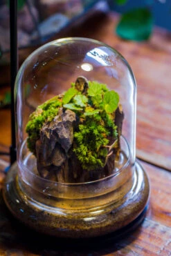 Round Glass Cloche Terrarium 12 Cm Diameter X 15cm Height With Matching Warm White Spot LED Grow Light And Base Set 29 Round Glass Cloche Terrarium 12 Cm Diameter X 15cm Height With Matching Warm White Spot LED Grow Light And Base Set -Glass Plant Store IMG 9227