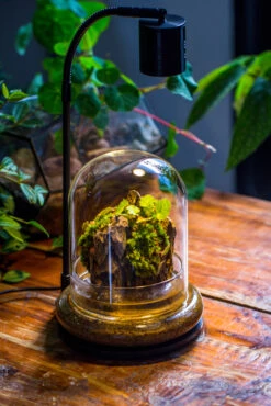 Round Glass Cloche Terrarium 12 Cm Diameter X 15cm Height With Matching Warm White Spot LED Grow Light And Base Set 31 Round Glass Cloche Terrarium 12 Cm Diameter X 15cm Height With Matching Warm White Spot LED Grow Light And Base Set -Glass Plant Store IMG 9228