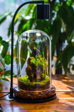 5W Warm White Black LED Grow Light Adjustable With Black Matte Stand, Or Terrarium, Moss, Shade Plants, Multi Size Available Customizable - 29cm / 11.4" -Glass Plant Store IMG 9238