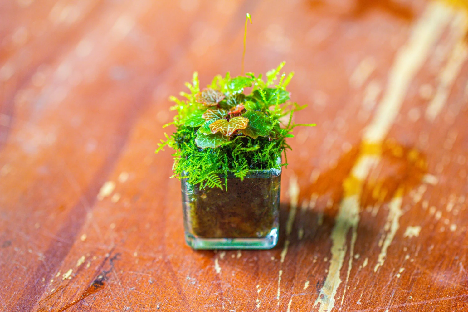 40 Units Mini Acrylic Square Pot For Moss -3cm / 1.2" Side Length 6 40 Units Mini Acrylic Square Pot For Moss -3cm / 1.2" Side Length - Image 6