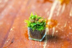 40 Units Mini Acrylic Square Pot For Moss -3cm / 1.2" Side Length 24 40 Units Mini Acrylic Square Pot For Moss -3cm / 1.2" Side Length -Glass Plant Store IMG 9292