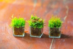 40 Units Mini Acrylic Square Pot For Moss -3cm / 1.2" Side Length 23 40 Units Mini Acrylic Square Pot For Moss -3cm / 1.2" Side Length -Glass Plant Store IMG 9294