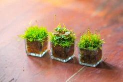 40 Units Mini Acrylic Square Pot For Moss -3cm / 1.2" Side Length 27 40 Units Mini Acrylic Square Pot For Moss -3cm / 1.2" Side Length -Glass Plant Store IMG 9295