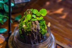 Round Glass Cloche Terrarium 12 Cm Diameter X 15cm Height With Matching Warm White Spot LED Grow Light And Base Set 32 Round Glass Cloche Terrarium 12 Cm Diameter X 15cm Height With Matching Warm White Spot LED Grow Light And Base Set -Glass Plant Store IMG 9296