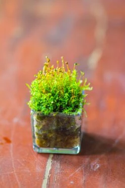 40 Units Mini Acrylic Square Pot For Moss -3cm / 1.2" Side Length 28 40 Units Mini Acrylic Square Pot For Moss -3cm / 1.2" Side Length -Glass Plant Store IMG 9296 0e9787d0 4a9b 489f 8b7d 7f5d553a4a87