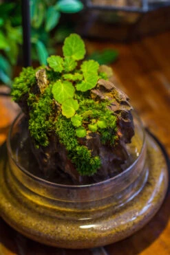 Round Glass Cloche Terrarium 12 Cm Diameter X 15cm Height With Matching Warm White Spot LED Grow Light And Base Set 33 Round Glass Cloche Terrarium 12 Cm Diameter X 15cm Height With Matching Warm White Spot LED Grow Light And Base Set -Glass Plant Store IMG 9301