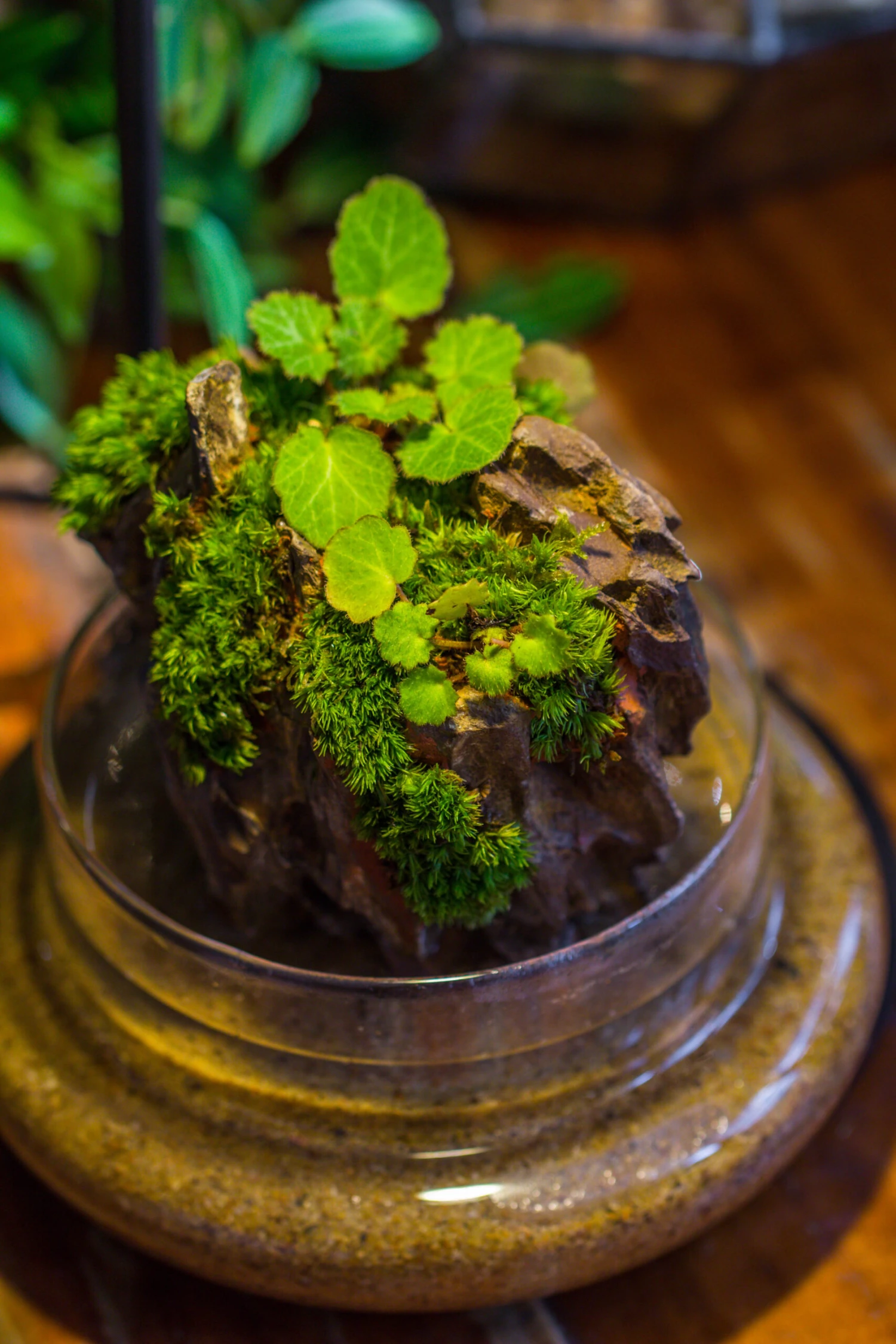 Round Glass Cloche Terrarium 12 Cm Diameter X 15cm Height With Matching Warm White Spot LED Grow Light And Base Set 16 Round Glass Cloche Terrarium 12 Cm Diameter X 15cm Height With Matching Warm White Spot LED Grow Light And Base Set - Image 16