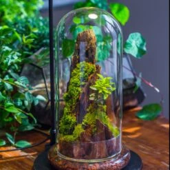 Glass Plant Store -Glass Plant Store IMG 9306