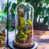 Round Glass Cloche Terrarium 12 Cm Diameter X 26cm Height With Matching Warm White Spot LED Grow Light And Base Set