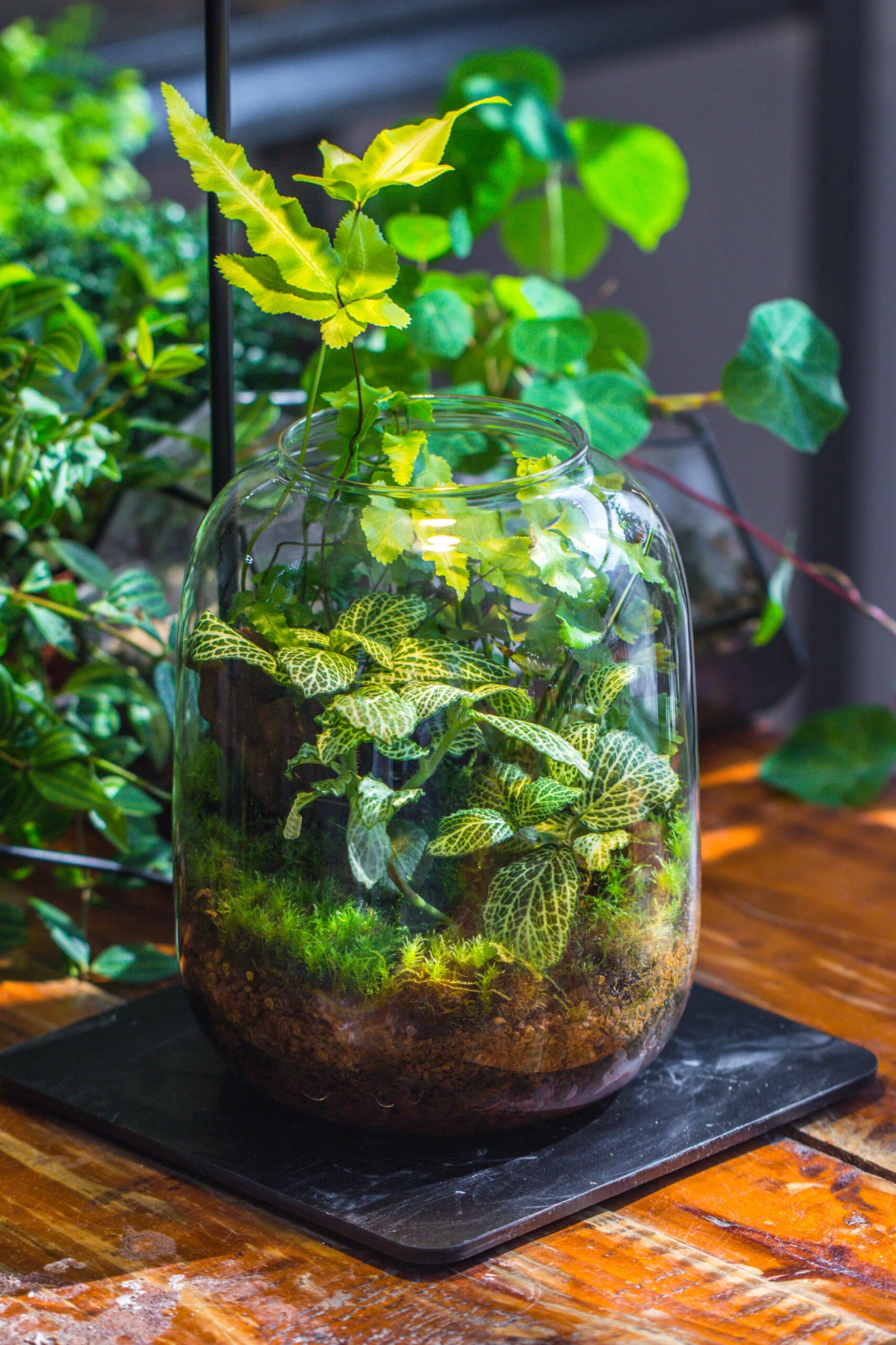 Terrarium Planting Kit Glass Jar And Black LED Grow Light With Base Kit, With Planting Material, DIY Kit 9 Terrarium Planting Kit Glass Jar And Black LED Grow Light With Base Kit, With Planting Material, DIY Kit - Image 9