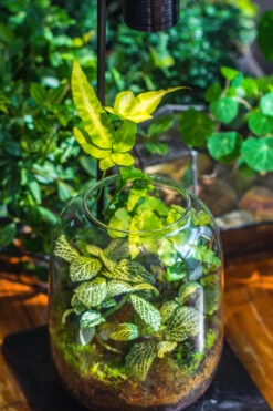 Terrarium Planting Kit Glass Jar And Black LED Grow Light With Base Kit, With Planting Material, DIY Kit 22 Terrarium Planting Kit Glass Jar And Black LED Grow Light With Base Kit, With Planting Material, DIY Kit -Glass Plant Store IMG 9336 e8a855f5 2668 4ae9 a420 49c86c116c52