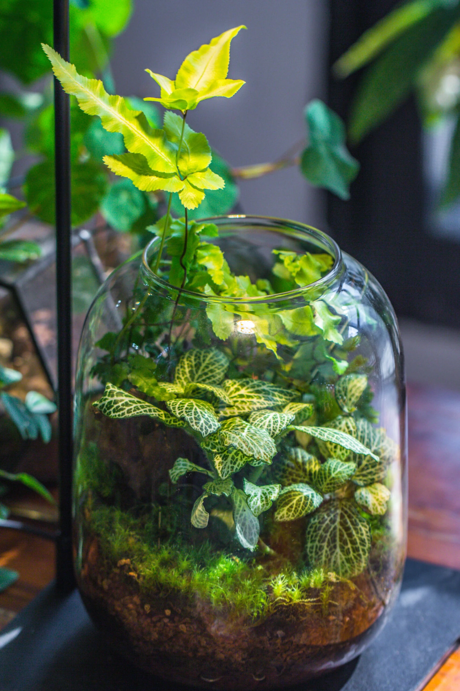 Terrarium Planting Kit Glass Jar And Black LED Grow Light With Base Kit, With Planting Material, DIY Kit 7 Terrarium Planting Kit Glass Jar And Black LED Grow Light With Base Kit, With Planting Material, DIY Kit - Image 7