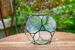 Propagation Station Glass Geometric Terrarium, 32 Face , Close, With Door, Truncated Dodecahedron -Glass Plant Store IMG 9395