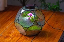 Propagation Station Glass Geometric Terrarium, 32 Face , Close, With Door, Truncated Dodecahedron -Glass Plant Store IMG 9443