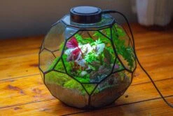 Propagation Station Glass Geometric Terrarium, 32 Face , Close, With Door, Truncated Dodecahedron -Glass Plant Store IMG 9451 21b2b7eb 315f 444d b96e cc5ecd030d39