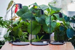 5W Warm White Black LED Grow Light Adjustable With Black Matte Stand, Or Terrarium, Moss, Shade Plants, Multi Size Available Customizable - 29cm / 11.4" -Glass Plant Store IMG 9452 1b1fcbc9 54c2 48ab a382 6d696084364d