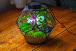 Propagation Station Glass Geometric Terrarium, 32 Face , Close, With Door, Truncated Dodecahedron -Glass Plant Store IMG 9453