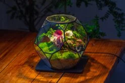 Propagation Station Glass Geometric Terrarium, 32 Face , Close, With Door, Truncated Dodecahedron -Glass Plant Store IMG 9454