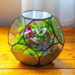 Propagation Station Glass Geometric Terrarium, 32 Face , Close, With Door, Truncated Dodecahedron