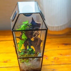 Coffin-Shaped Tin Glass Terrarium Enclosure, Gothic Style, For Jumping Spider, Insects, Snails 23 Coffin-Shaped Tin Glass Terrarium Enclosure, Gothic Style, For Jumping Spider, Insects, Snails -Glass Plant Store IMG 9778 1