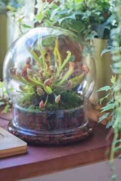 Cloche With Base 20CM Glass Dome / Round Head Glass Cloche Dome Cover Terrarium Container With Without Airhole For Venus Flytrap -Glass Plant Store il fullxfull.3751989226 6m6w