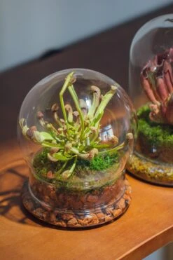 Cloche With Base 20CM Glass Dome / Round Head Glass Cloche Dome Cover Terrarium Container With Without Airhole For Venus Flytrap -Glass Plant Store il fullxfull.3799581577 nn3q
