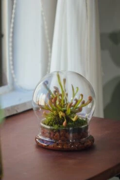 Cloche With Base 20CM Glass Dome / Round Head Glass Cloche Dome Cover Terrarium Container With Without Airhole For Venus Flytrap -Glass Plant Store il fullxfull.3799583555 gm42