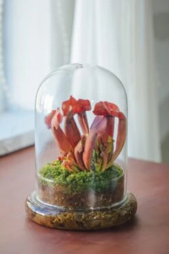 Cloche With Base 20CM Glass Dome / Round Head Glass Cloche Dome Cover Terrarium Container With Without Airhole For Venus Flytrap -Glass Plant Store il fullxfull.3799583911 29c1