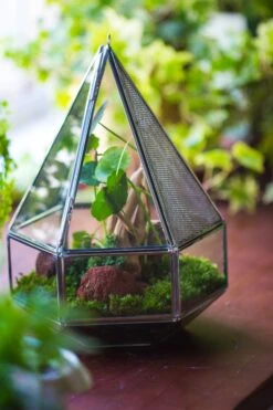 NCYP Hanging Six-surface Diamond Glass Geometric Terrarium, Stainless Steel, Silver, With Mesh For Insect Pet 18 NCYP Hanging Six-surface Diamond Glass Geometric Terrarium, Stainless Steel, Silver, With Mesh For Insect Pet -Glass Plant Store il fullxfull.3855815001 5en3