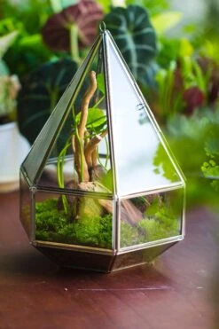 NCYP Hanging Six-surface Diamond Glass Geometric Terrarium, Stainless Steel, Silver, With Mesh For Insect Pet 17 NCYP Hanging Six-surface Diamond Glass Geometric Terrarium, Stainless Steel, Silver, With Mesh For Insect Pet -Glass Plant Store il fullxfull.3855815081 i2tk