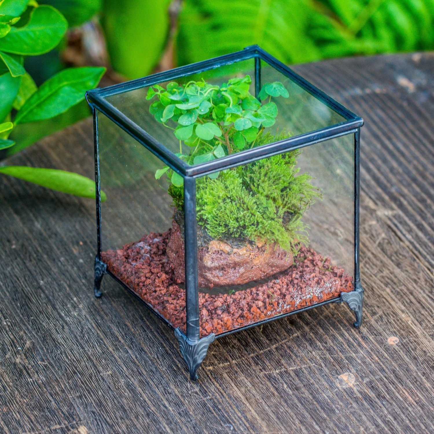 NCYP Vintage Feet Cube Close Geometric Glass Terrarium With Door, Tin Sealed Cube 4.3 / 5.9 Inches Planter Succulent Cacti Fern Flower Pot 1 NCYP Vintage Feet Cube Close Geometric Glass Terrarium With Door, Tin Sealed Cube 4.3 / 5.9 Inches Planter Succulent Cacti Fern Flower Pot