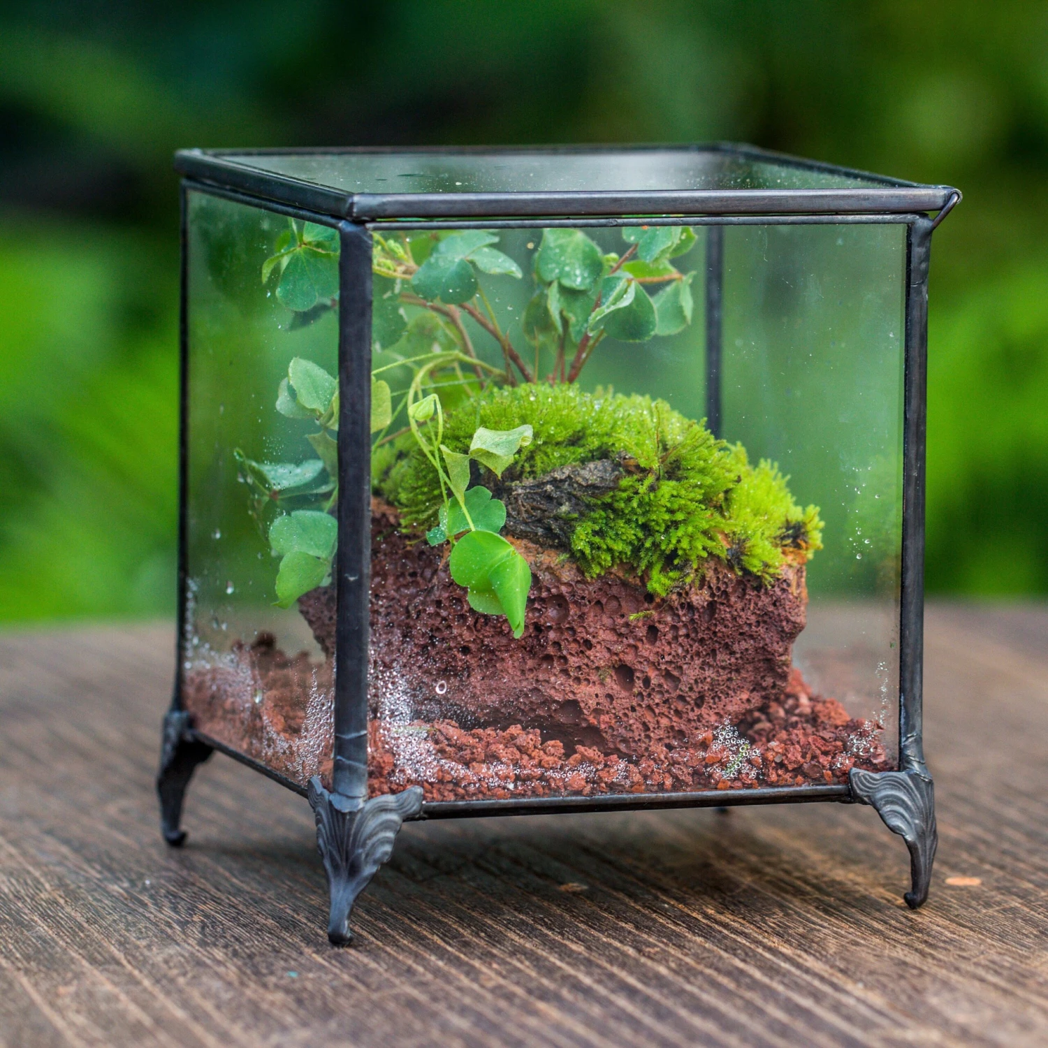 NCYP Vintage Feet Cube Close Geometric Glass Terrarium With Door, Tin Sealed Cube 4.3 / 5.9 Inches Planter Succulent Cacti Fern Flower Pot 2 NCYP Vintage Feet Cube Close Geometric Glass Terrarium With Door, Tin Sealed Cube 4.3 / 5.9 Inches Planter Succulent Cacti Fern Flower Pot - Image 2