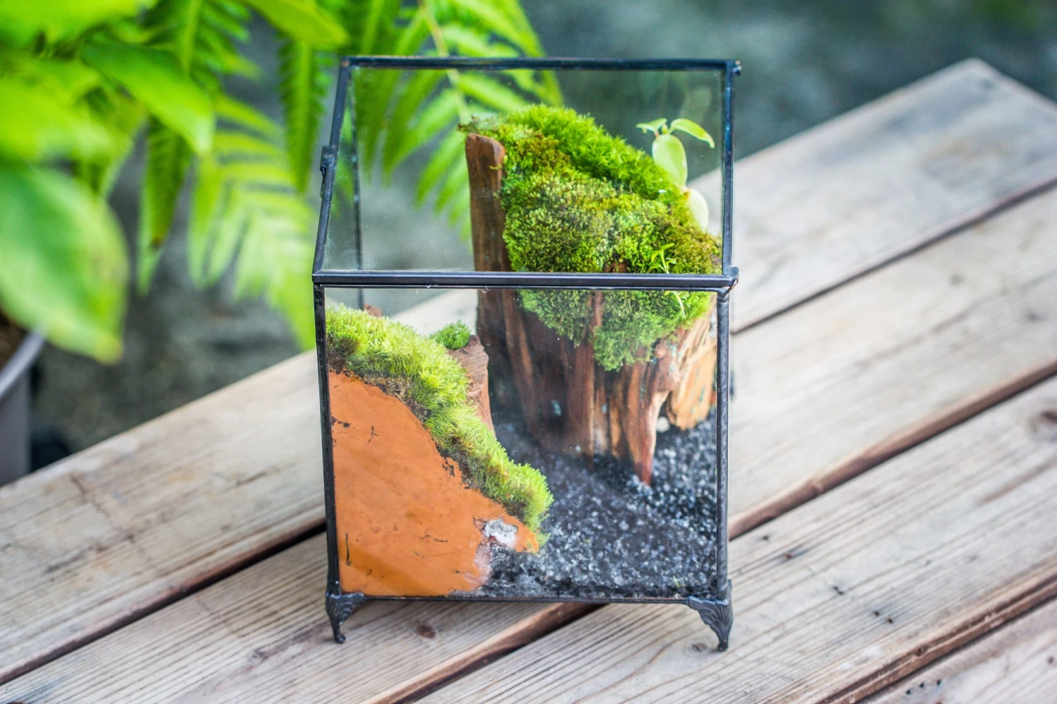 NCYP Vintage Feet Cube Close Geometric Glass Terrarium With Door, Tin Sealed Cube 4.3 / 5.9 Inches Planter Succulent Cacti Fern Flower Pot 10 NCYP Vintage Feet Cube Close Geometric Glass Terrarium With Door, Tin Sealed Cube 4.3 / 5.9 Inches Planter Succulent Cacti Fern Flower Pot - Image 10