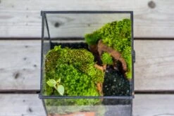 NCYP Vintage Feet Cube Close Geometric Glass Terrarium With Door, Tin Sealed Cube 4.3 / 5.9 Inches Planter Succulent Cacti Fern Flower Pot 15 NCYP Vintage Feet Cube Close Geometric Glass Terrarium With Door, Tin Sealed Cube 4.3 / 5.9 Inches Planter Succulent Cacti Fern Flower Pot -Glass Plant Store il fullxfull.4309907107 bdef