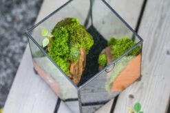 NCYP Vintage Feet Cube Close Geometric Glass Terrarium With Door, Tin Sealed Cube 4.3 / 5.9 Inches Planter Succulent Cacti Fern Flower Pot 16 NCYP Vintage Feet Cube Close Geometric Glass Terrarium With Door, Tin Sealed Cube 4.3 / 5.9 Inches Planter Succulent Cacti Fern Flower Pot -Glass Plant Store il fullxfull.4309935667 a4hb