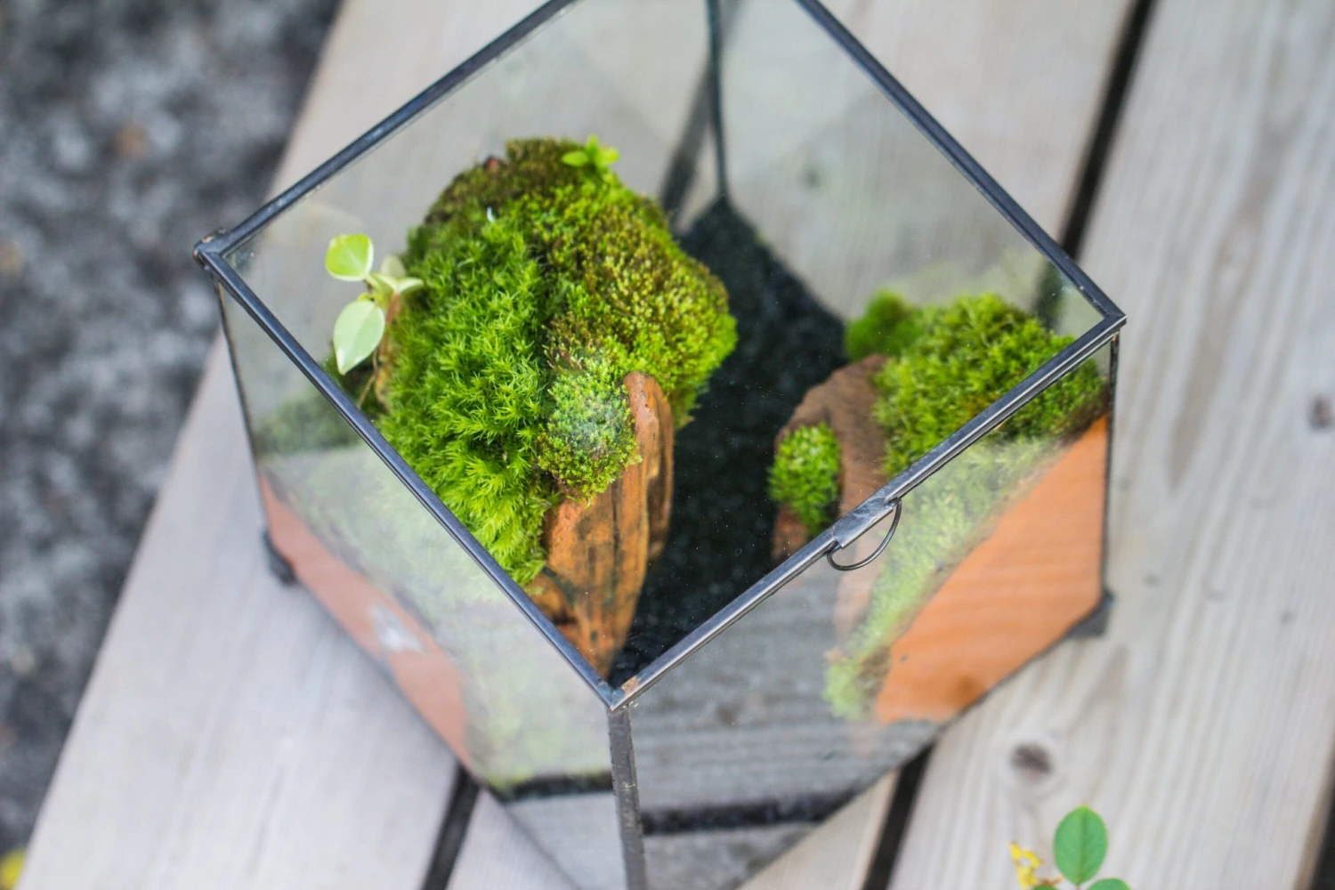 NCYP Vintage Feet Cube Close Geometric Glass Terrarium With Door, Tin Sealed Cube 4.3 / 5.9 Inches Planter Succulent Cacti Fern Flower Pot 7 NCYP Vintage Feet Cube Close Geometric Glass Terrarium With Door, Tin Sealed Cube 4.3 / 5.9 Inches Planter Succulent Cacti Fern Flower Pot - Image 7