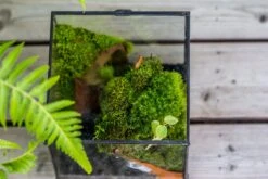 NCYP Vintage Feet Cube Close Geometric Glass Terrarium With Door, Tin Sealed Cube 4.3 / 5.9 Inches Planter Succulent Cacti Fern Flower Pot 17 NCYP Vintage Feet Cube Close Geometric Glass Terrarium With Door, Tin Sealed Cube 4.3 / 5.9 Inches Planter Succulent Cacti Fern Flower Pot -Glass Plant Store il fullxfull.4309935907 uuov