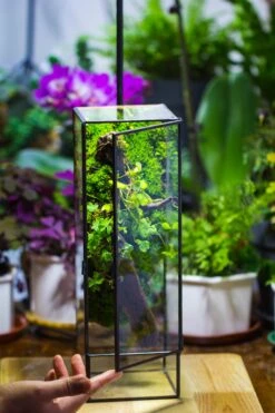 NCYP Close 11.8" Tall Geometric Glass Terrarium With Door, Tin Sealed Pillar, Planter For Moss Wall, Fern, Pitcher Plants, Tropical Plants -Glass Plant Store il fullxfull.4429467990 p2vl