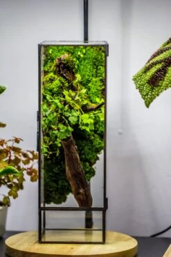 NCYP Close 11.8" Tall Geometric Glass Terrarium With Door, Tin Sealed Pillar, Planter For Moss Wall, Fern, Pitcher Plants, Tropical Plants -Glass Plant Store il fullxfull.4429467994 8ciw