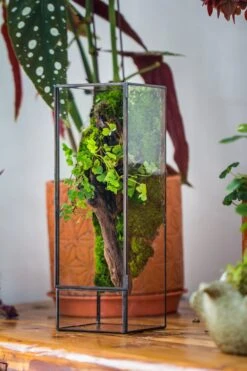 NCYP Close 11.8" Tall Geometric Glass Terrarium With Door, Tin Sealed Pillar, Planter For Moss Wall, Fern, Pitcher Plants, Tropical Plants -Glass Plant Store il fullxfull.4429468046 tvji