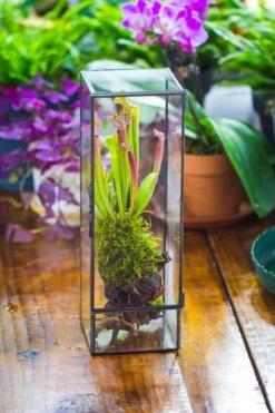 NCYP Close 11.8" Tall Geometric Glass Terrarium With Door, Tin Sealed Pillar, Planter For Moss Wall, Fern, Pitcher Plants, Tropical Plants -Glass Plant Store il fullxfull.4476826571 4ls8
