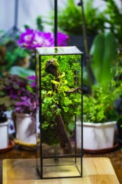 NCYP Close 11.8" Tall Geometric Glass Terrarium With Door, Tin Sealed Pillar, Planter For Moss Wall, Fern, Pitcher Plants, Tropical Plants -Glass Plant Store il fullxfull.4476830621 1nuc