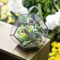 Handmade Tabletop Polyhedron Glass Geometric Terrarium For Succulent Fern Moss Air Plant -Glass Plant Store product image 379728787