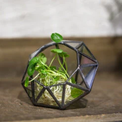Handmade Mini Eight-surfaces Diamond Glass Geometric Terrarium ForFern Moss Ring Box -Glass Plant Store product image 379729147