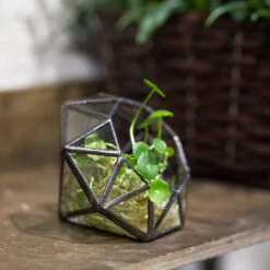 Handmade Mini Eight-surfaces Diamond Glass Geometric Terrarium ForFern Moss Ring Box -Glass Plant Store product image 379729149